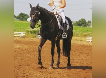 Zweibrücker, Wallach, 13 Jahre, 168 cm, Rappe