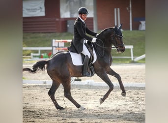 Zweibrücker, Wallach, 13 Jahre, 170 cm, Dunkelbrauner