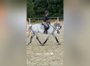 Zweibrücker, Wallach, 14 Jahre, 163 cm, Fliegenschimmel