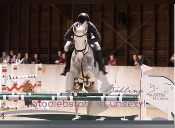 Zweibrücker, Wallach, 14 Jahre, 171 cm, Schimmel