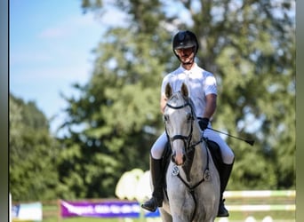 Zweibrücker, Wallach, 14 Jahre, 171 cm, Schimmel