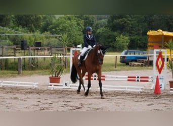 Zweibrücker, Wallach, 15 Jahre, 184 cm