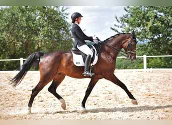 Zweibrücker, Wallach, 15 Jahre, 185 cm, Schwarzbrauner