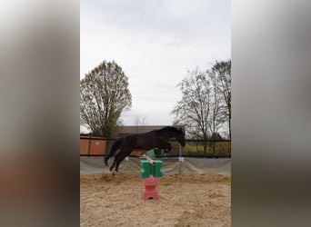 Zweibrücker, Wallach, 17 Jahre, 163 cm, Rappe