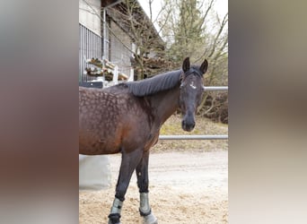 Zweibrücker, Wallach, 17 Jahre, 163 cm, Rappe