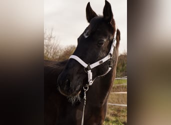 Zweibrücker, Wallach, 17 Jahre, 163 cm, Rappe