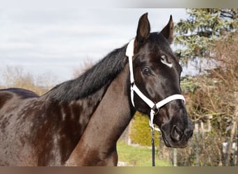Zweibrücker, Wallach, 18 Jahre, 163 cm