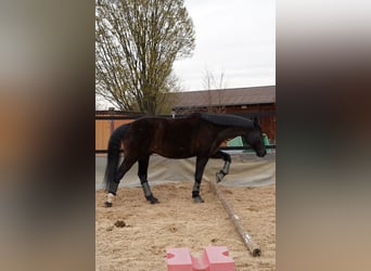 Zweibrücker, Wallach, 18 Jahre, 163 cm, Rappe