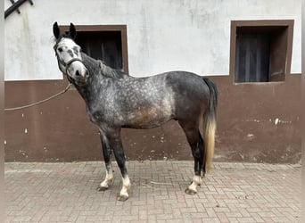 Zweibrücker, Wallach, 4 Jahre, 168 cm, Apfelschimmel