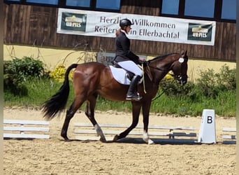 Zweibrücker, Wallach, 4 Jahre, 173 cm, Dunkelbrauner