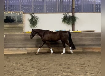 Zweibrücker, Wallach, 5 Jahre, 168 cm, Dunkelfuchs