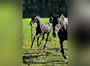 Zwitsers warmbloed, Hengst, 1 Jaar, Zwart