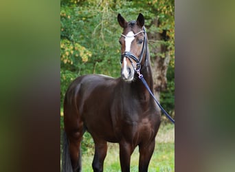 Zwitsers warmbloed, Hengst, 5 Jaar, 174 cm, Brauner