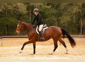 Zwitsers warmbloed, Hengst, 7 Jaar, 163 cm, Roodbruin