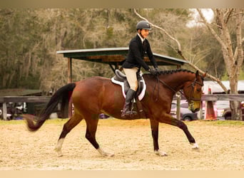 Zwitsers warmbloed, Hengst, 7 Jaar, 163 cm, Roodbruin