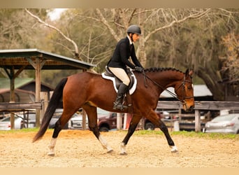 Zwitsers warmbloed, Hengst, 7 Jaar, 163 cm, Roodbruin
