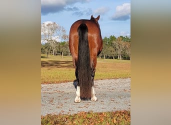 Zwitsers warmbloed, Hengst, 7 Jaar, 163 cm, Roodbruin