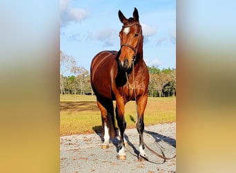 Zwitsers warmbloed, Hengst, 7 Jaar, 163 cm, Roodbruin