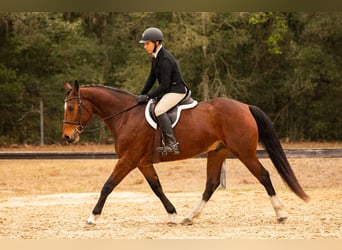 Zwitsers warmbloed, Hengst, 7 Jaar, 163 cm, Roodbruin