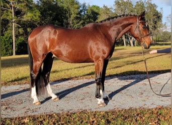 Zwitsers warmbloed, Hengst, 7 Jaar, 163 cm, Roodbruin