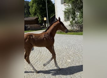 Zwitsers warmbloed, Hengst, Veulen (01/2026), Bruin
