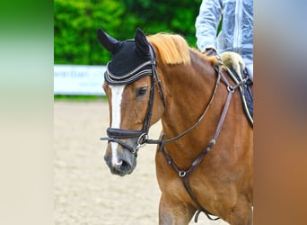 Zwitsers warmbloed, Merrie, 10 Jaar, 166 cm, Vos