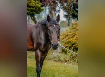 Zwitsers warmbloed, Merrie, 11 Jaar, 160 cm, Donkerbruin