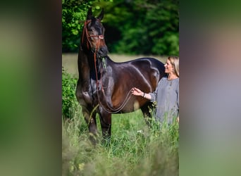 Zwitsers warmbloed, Merrie, 11 Jaar, 167 cm, Donkerbruin