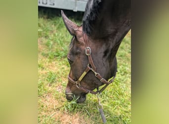 Zwitsers warmbloed, Merrie, 11 Jaar, 167 cm, Donkerbruin