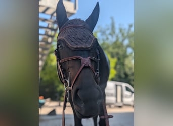 Zwitsers warmbloed, Merrie, 11 Jaar, 168 cm