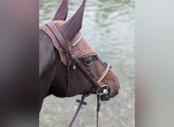 Zwitsers warmbloed, Merrie, 11 Jaar, 168 cm