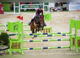 Zwitsers warmbloed, Merrie, 12 Jaar, 163 cm, Brauner