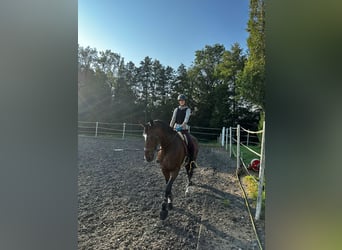 Zwitsers warmbloed, Merrie, 12 Jaar, 180 cm, Brauner