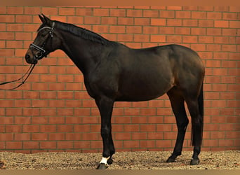 Zwitsers warmbloed, Merrie, 13 Jaar, 170 cm, Bruin