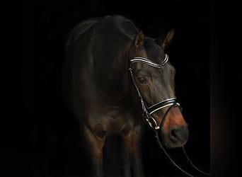 Zwitsers warmbloed, Merrie, 13 Jaar, 170 cm, Bruin