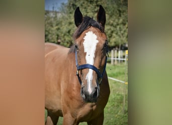 Schweizer Warmblut, Stute, 2 Jahre, Brauner