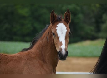 Schweizer Warmblut, Stute, 2 Jahre, Brauner