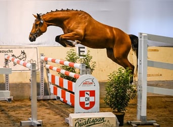 Zwitsers warmbloed, Merrie, 3 Jaar, 161 cm, Bruin