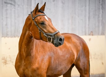 Zwitsers warmbloed, Merrie, 3 Jaar, 161 cm, Bruin