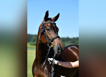 Zwitsers warmbloed, Merrie, 3 Jaar, 164 cm, Donkerbruin