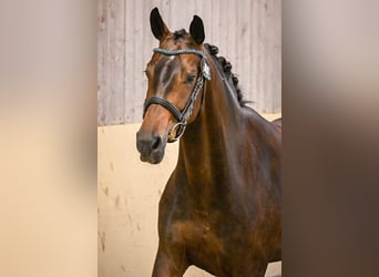 Zwitsers warmbloed, Merrie, 3 Jaar, 164 cm, Donkerbruin