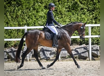 Zwitsers warmbloed, Merrie, 3 Jaar, 164 cm, Donkerbruin