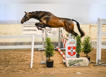 Zwitsers warmbloed, Merrie, 3 Jaar, 164 cm, Donkerbruin