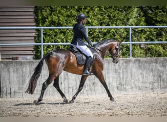 Zwitsers warmbloed, Merrie, 3 Jaar, 164 cm, Donkerbruin
