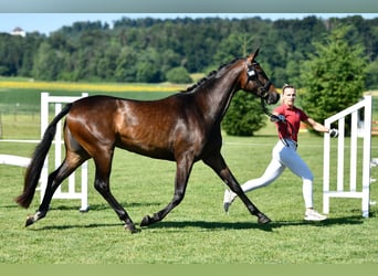 Zwitsers warmbloed, Merrie, 3 Jaar, 164 cm, Donkerbruin