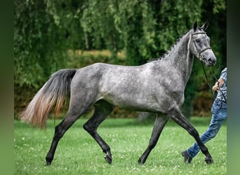 Zwitsers warmbloed, Merrie, 3 Jaar, 164 cm, Schimmel