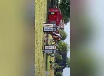 Zwitsers warmbloed, Merrie, 4 Jaar, 161 cm, Bruin