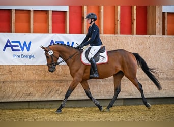 Zwitsers warmbloed, Merrie, 4 Jaar, 161 cm, Bruin