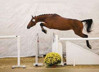 Zwitsers warmbloed, Merrie, 4 Jaar, 161 cm, Bruin