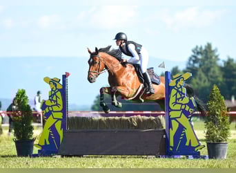 Zwitsers warmbloed, Merrie, 4 Jaar, 161 cm, Bruin